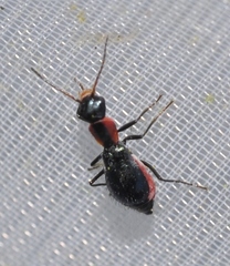 Cyrtosus cyanipennis