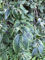 Lonicera nigra