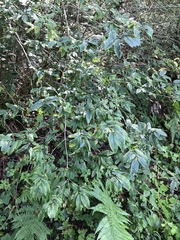 Lonicera nigra