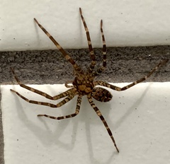 Acanthoctenus