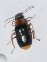 Ebaeus glabricollis