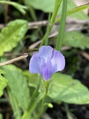 Mazus pumilio