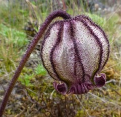 Silene nigrescens