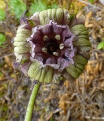 Silene nigrescens