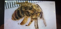 Eucera hamata