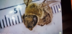 Eucera hamata
