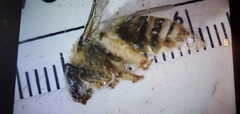 Eucera hamata
