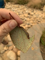 Oedemasia concinna