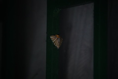 Pityeja histrionaria