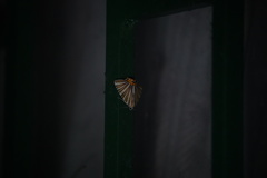 Pityeja histrionaria