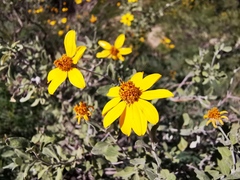 Calanticaria greggii