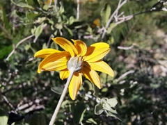 Calanticaria greggii