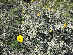 Calanticaria greggii