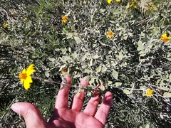 Calanticaria greggii