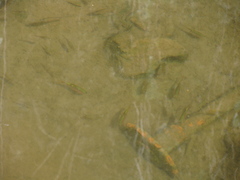 Xiphophorus hellerii