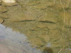 Xiphophorus hellerii