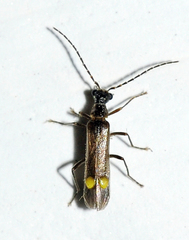 Malthodes marginatus