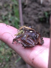 Pristimantis bogotensis