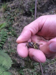 Pristimantis bogotensis