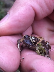 Pristimantis bogotensis
