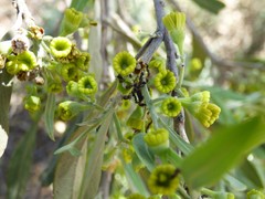 Alectryon oleifolius
