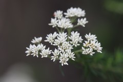 Cassinia aculeata aculeata