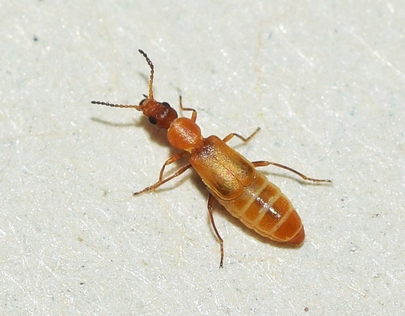Pelochrus moroderi