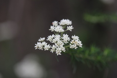 Cassinia aculeata aculeata