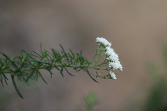 Cassinia aculeata aculeata