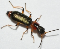 Protapalochrus flavolimbatus