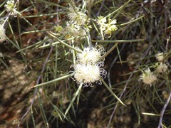 Hakea leucoptera