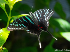 Graphium colonna