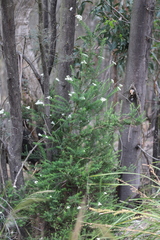 Cassinia aculeata aculeata