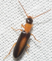 Xanthochroina auberti
