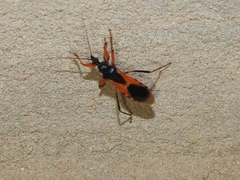 Ectomocoris ornatus