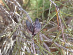Hakea leucoptera
