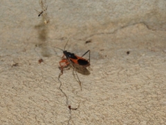Ectomocoris ornatus