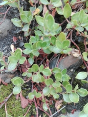 Trianthema portulacastrum