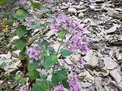 Peteravenia malvifolia