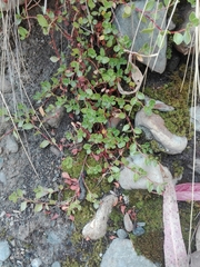 Trianthema portulacastrum