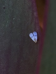 Aleyrodidae