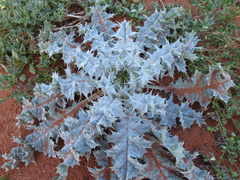 Onopordum acaulon