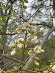 Xeroderris stuhlmannii