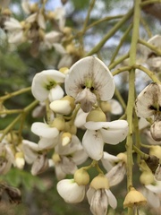 Xeroderris stuhlmannii