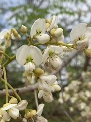 Xeroderris stuhlmannii