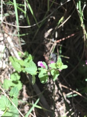 Scutellaria humilis