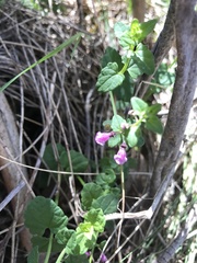 Scutellaria humilis