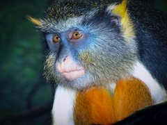 Cercopithecus