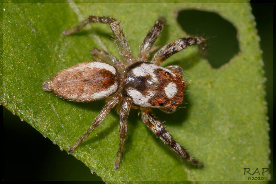 Chira gounellei