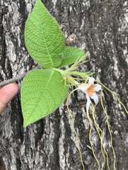 Strophanthus kombe